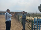 موفقیت محققان کرمانشاهی در افزایش ۵۰ درصدی تعداد زایش گوسفند نژاد سنجابی
