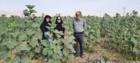 شناسایی و مدیریت موثر گل جالیز در شهرستان سنقر توسط محقق بخش تحقیقات گیاهپزشکی