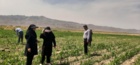 ارزیابی میزان تأثیر رهاسازی زنبور براکون در مزارع ذرت شهرستان ارزوئیه