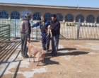 نظارت مستقیم بر کاهش تلفات بره و بزغاله در ایستگاه تحقیقات مهرگان