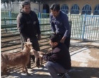 نظارت مستقیم بر کاهش تلفات بره و بزغاله در ایستگاه تحقیقات مهرگان