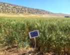 برگزاری دومین روز «انتقال یافته‌های تحقیقاتی» گندم آبی در ایستگاه تحقیقات کشاورزی اسلام‌آباد غرب