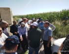 بررسی تخصصی و میدانی مشکلات مزارع ذرت شهرستان روانسر با حضور تیم کارشناسی