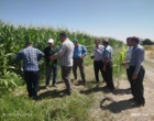 بررسی تخصصی و میدانی مشکلات مزارع ذرت شهرستان روانسر با حضور تیم کارشناسی