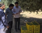 آغاز برداشت زیتون کنسروی از ایستگاه تحقیقات زیتون دالاهو (سرپل‌ذهاب)