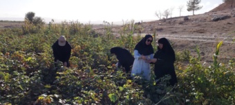 بازدید کارشناس بخش تحقیقات گیاهپزشکی از مزارع پنبه شهرستان مانه و سملقان
