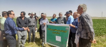 روز مزرعه چغندر قند در روستای قاسم آباد شهرستان خنداب