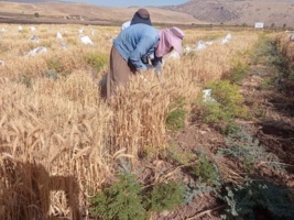 برداشت موفقیت‌آمیز ارقام پرورشی گندم و جو