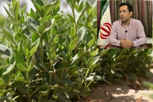 مدیریت به‌زراعی عملکرد روناس را تا دو برابر افزایش می‌دهد