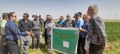 روز مزرعه چغندر قند در روستای قاسم آباد شهرستان خنداب