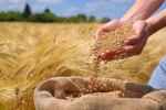 جهش کم‌سابقه پذیرش ارقام جدید گندم در خوزستان با رویکرد مشارکتی