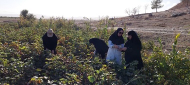 بازدید کارشناس بخش تحقیقات گیاهپزشکی از مزارع پنبه شهرستان مانه و سملقان