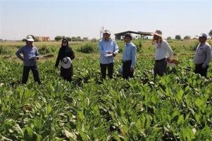 شناخت هیبریدهای برتر چغندرقند پاییزه در ارزیابی میدانی پروژه‌های ملی در خوزستان
