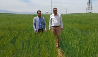 بررسی زمان مناسب برداشت قصیل جو در طرح مشترک مرکز تحقیقات کرمانشاه و مؤسسه تحقیقات کشاورزی دیم سرارود