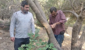 بازدید تخصصی از ایستگاه تحقیقاتی زیتون جهت شناسایی عوامل بیماری‌زا