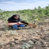 شناسایی و مدیریت موثر گل جالیز در شهرستان سنقر توسط محقق بخش تحقیقات گیاهپزشکی
