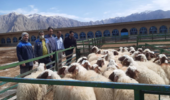 توزیع ۴۳ رأس گوسفند سنجابی در استان کرمانشاه برای حفظ و توسعه نژاد بومی