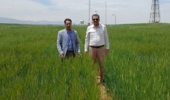 بررسی زمان مناسب برداشت قصیل جو در طرح مشترک مرکز تحقیقات کرمانشاه و مؤسسه تحقیقات کشاورزی دیم سرارود