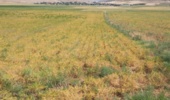 ارزیابی نتایج اجرای طرح مقایسه خاکورزی حفاظتی با شخم متداول در مزارع دیم اسلام‌آباد غرب