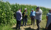 بررسی تخصصی و میدانی مشکلات مزارع ذرت شهرستان روانسر با حضور تیم کارشناسی