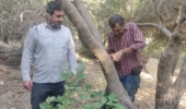 بازدید تخصصی از ایستگاه تحقیقاتی زیتون جهت شناسایی عوامل بیماری‌زا