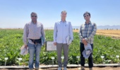 ارزیابی طرح‌های تحقیقاتی بخش اصلاح بذر چغندرقند با هدف شناسایی ژنوتیپ‌های مقاوم