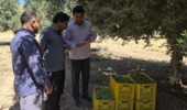 آغاز برداشت زیتون کنسروی از ایستگاه تحقیقات زیتون دالاهو (سرپل‌ذهاب)
