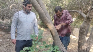 بازدید تخصصی از ایستگاه تحقیقاتی زیتون جهت شناسایی عوامل بیماری‌زا