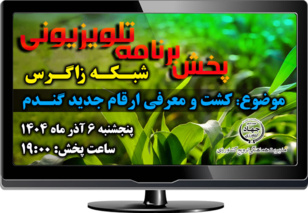 کاشت لاین‌های امیدبخش گندم و ضبط برنامه رویش در مزرعه کشاورز پیشرو روستای تپه‌زرد