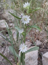 کشف گونه‌ای جدید از گیاهان آوندی توسط پژوهشگر کرمانشاهی