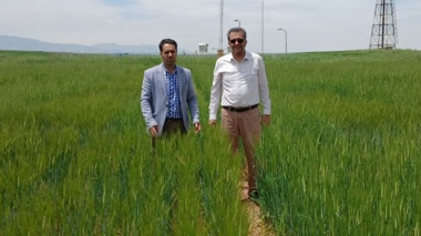 بررسی زمان مناسب برداشت قصیل جو در طرح مشترک مرکز تحقیقات کرمانشاه و مؤسسه تحقیقات کشاورزی دیم سرارود